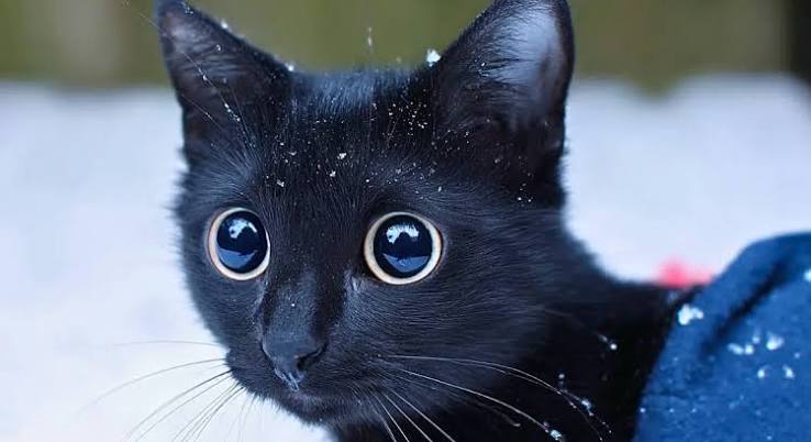 Un chat